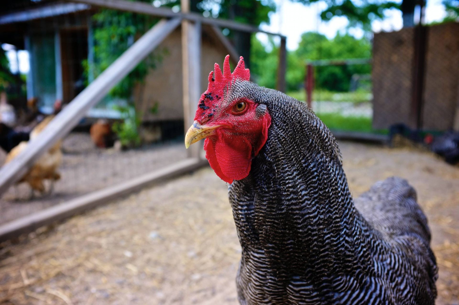 Chicken Farming Business Plan Sample
